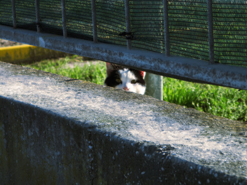 catsbeaversandducks:  “Hey, kid!… Psst!… Wanna buy some catnip?” (Please click on each photo for sources)