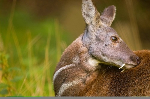 lovingexotics: Musk Deer Moschus cupreus Source: Here