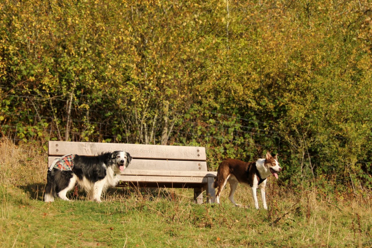 On Tuesday this week, Barney came for an afternoon stroll with Flynn, up our favourite little hill. It was an 