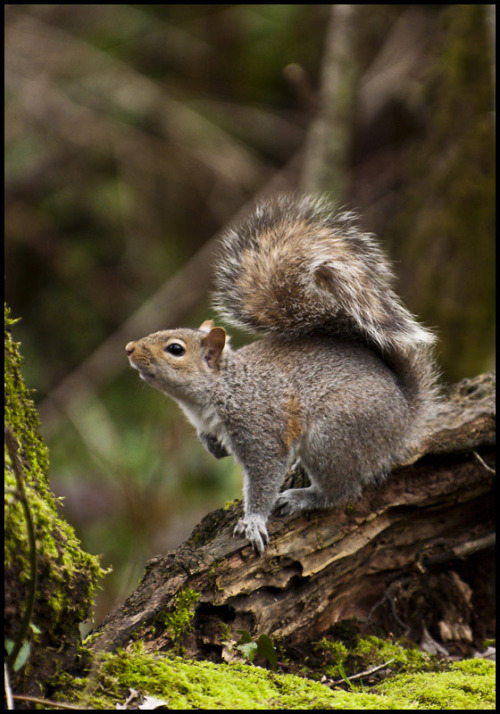 faerieforests: Forest Squirrel by Terry &amp; Julie