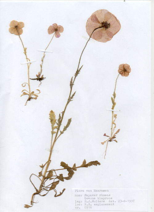 Papaver rhoeas (common poppy or red poppy) 