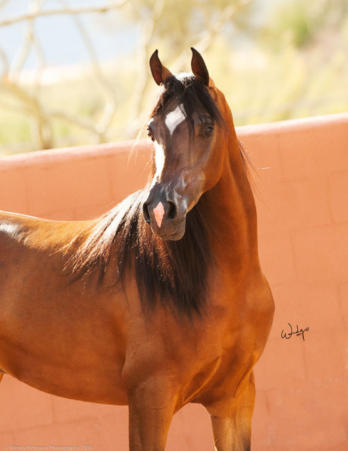 Mystic Diamond PFEver After NA x Mystic Love WRRPhoto by Wendy Peterson