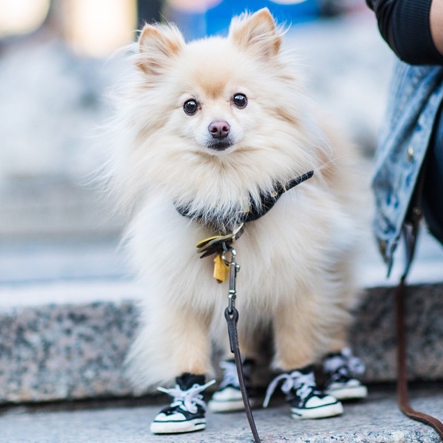 thedogist:
“Leo, Pomeranian (2 y/o), Union Square, New York, NY
”