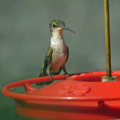 Ruby-throated hummingbirds (Archilochus colubris)June 14, 2022Southeastern Pennsylvania
