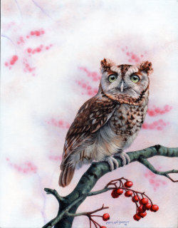 eatsleepdraw:  Eastern Screech Owl. 11x14"