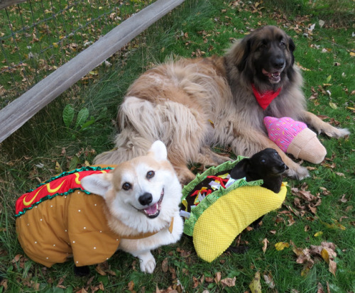 scampthecorgi:It’s chow time!!