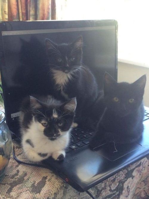 pr1nceshawn:  Cats Certainly Know How To Keep Things Interesting.