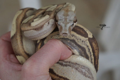 crispysnakes:Bermuda Rose - Pink Panther VPI T+ motley (Boa imperator)