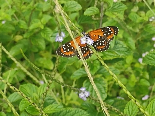 There's Me, Me, Also Me, And Then A Cute Butterfly I Found Today. Look At Her Sipping On A Nectar, Precious
