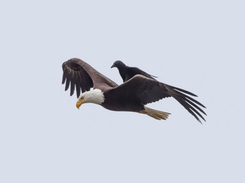 Crow Catching A Ride On The Back Of A Bald Eagle (c) Phoo Chan Please Go Here For More Birds
