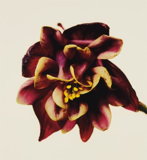 Irving Penn, Columbine/Aquilegia vulgaris: William Guiness, New York, 2006Pigment print.