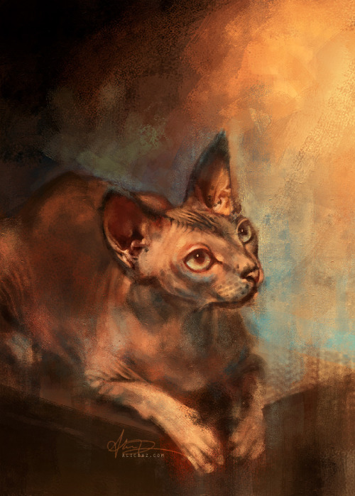 catfromwonder:   alicexz    