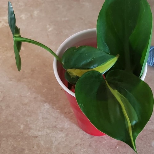 Dat baby makin process♡♡ #pothos #plants #happysunday #plantvibes #nature #goodvibes #goodjuju #toda