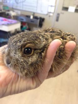 awwww-cute:  Created an account to share this, GF had this little fella in the vet clinic she works at today