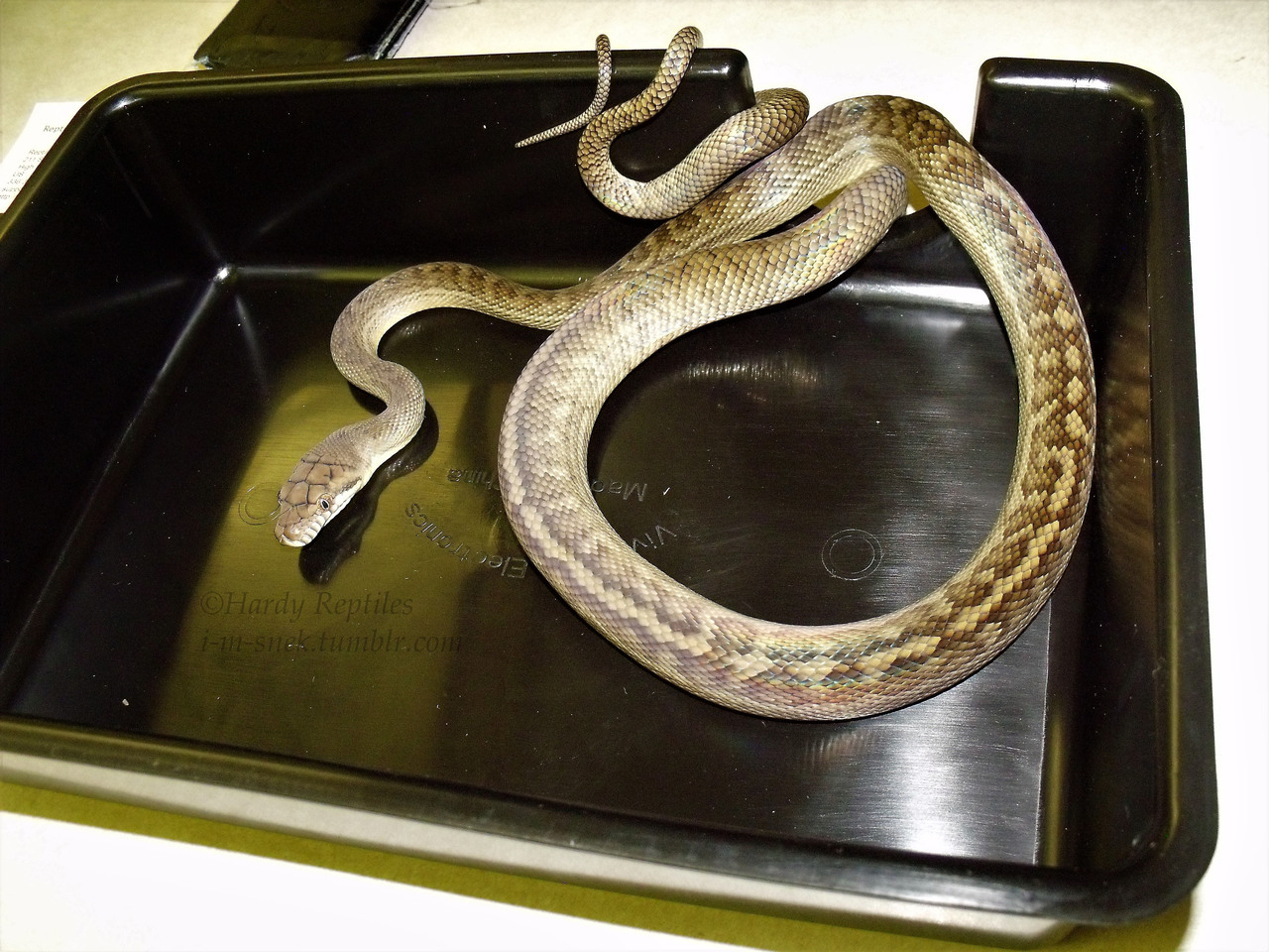 i-m-snek:Before VS after! She’s so big now omgggg. That first pic was three ish