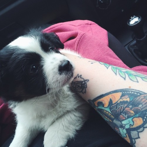 lionwar:  Meet my sisters new baby little Lola 😍😍#VSCOcam #tattoo #tattoos #puppy #lolathepuppy