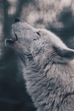 wolverxne:  Wolf Howling - by: { Douglas