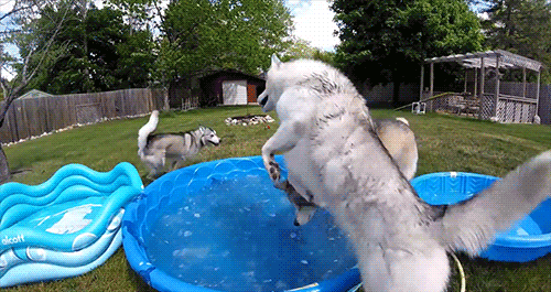 Snow Dogs Vlogs - MAKE THEM ALL FLOOFY