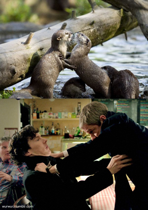 wurwurz:The “otter thing”, part 6. Oh, how much I love this bunch of silliness.ALL the comparisons a