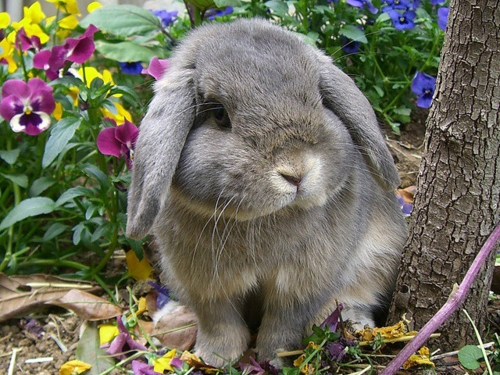 bunniesarethebest:So pretty-batb