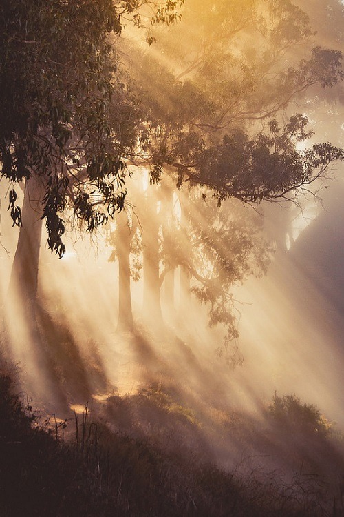 ponderation:Sunbeams & Dreaming of Autumn by pixelmama