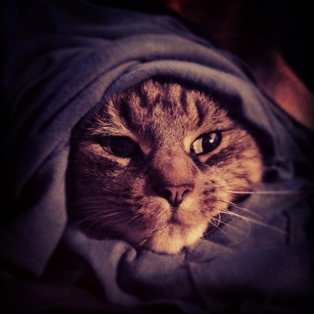 catsbeaversandducks:  May The Force Be With These 10 Jedi Khajiits “If you have
