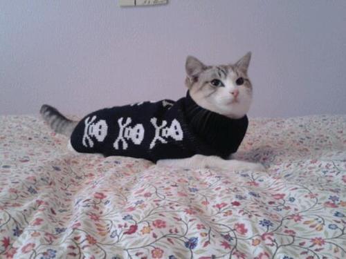 chowmein-cocaine:  ☾aw omg 