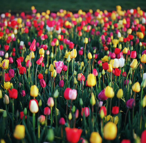 defiantely:tulip time, part two by manyfires on Flickr.