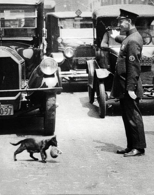 alonelymom: historical-nonfiction: A policeman stops traffic to let a mother cat carry her kitten ac