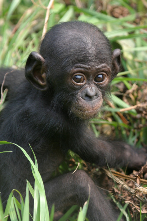africanwildlifefoundation:  Bonobos whimper when they fail, just like humans. They also display a range of other emotions. 