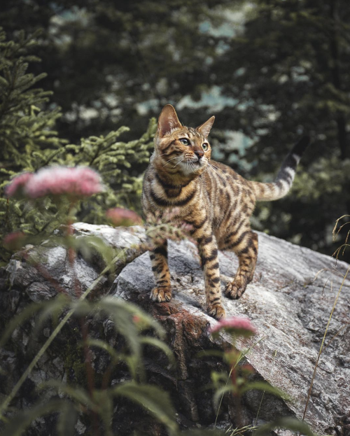 darling-enjoy-your-life:  Meet the adventure cat   @empoweredinnocence 