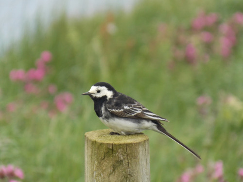 Pied Wagtail (Motacilla alba yarrellii) &gt;&gt;by sarfraz hayat