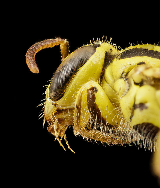 dendroica:  Callohesma flavopicta, f, side, Australia_2014-08-04-17.04.28 ZS PMax