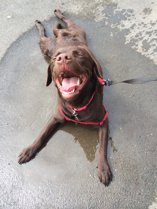 XXX awwww-cute:  This is how she cooled herself photo