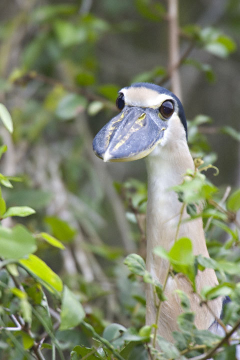 bunjywunjy:sourmints-patch:ridiculousbirdfaces:Photo by Greg Lasley ill have you know hes trying his