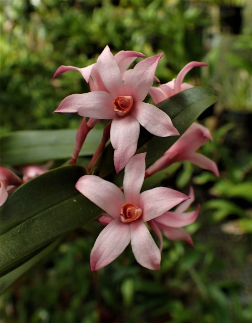 orchid-a-day:Maxillaria scalariformisSyn.: Camaridium scalariforme; Adamanthus scalariformisNovember