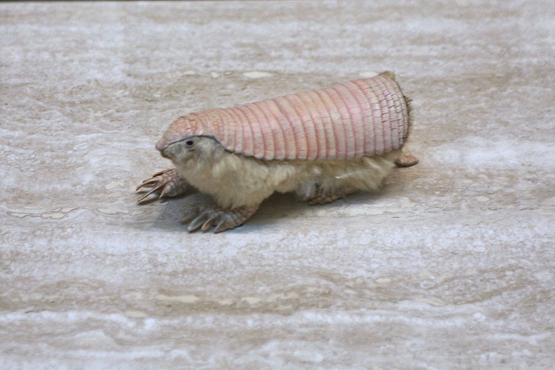 reallifeishorror:  The Chlamyphorus truncates, or more commonly, the pink fairy armadillo,