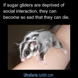 riah-lauren:  ultrafacts:  cornerroasted-quartersmoke:  ultrafacts:  Source Want more facts? Why not follow Ultrafacts  This is why you should always love your sugar glider!   They do need a good amount of interaction (even if it is just riding around