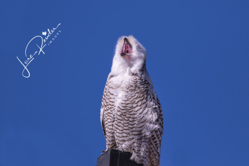 theraptorcage: thegrindragon: theraptorcage: Snowy Owl i felt compelled Don’t tell anyone, but