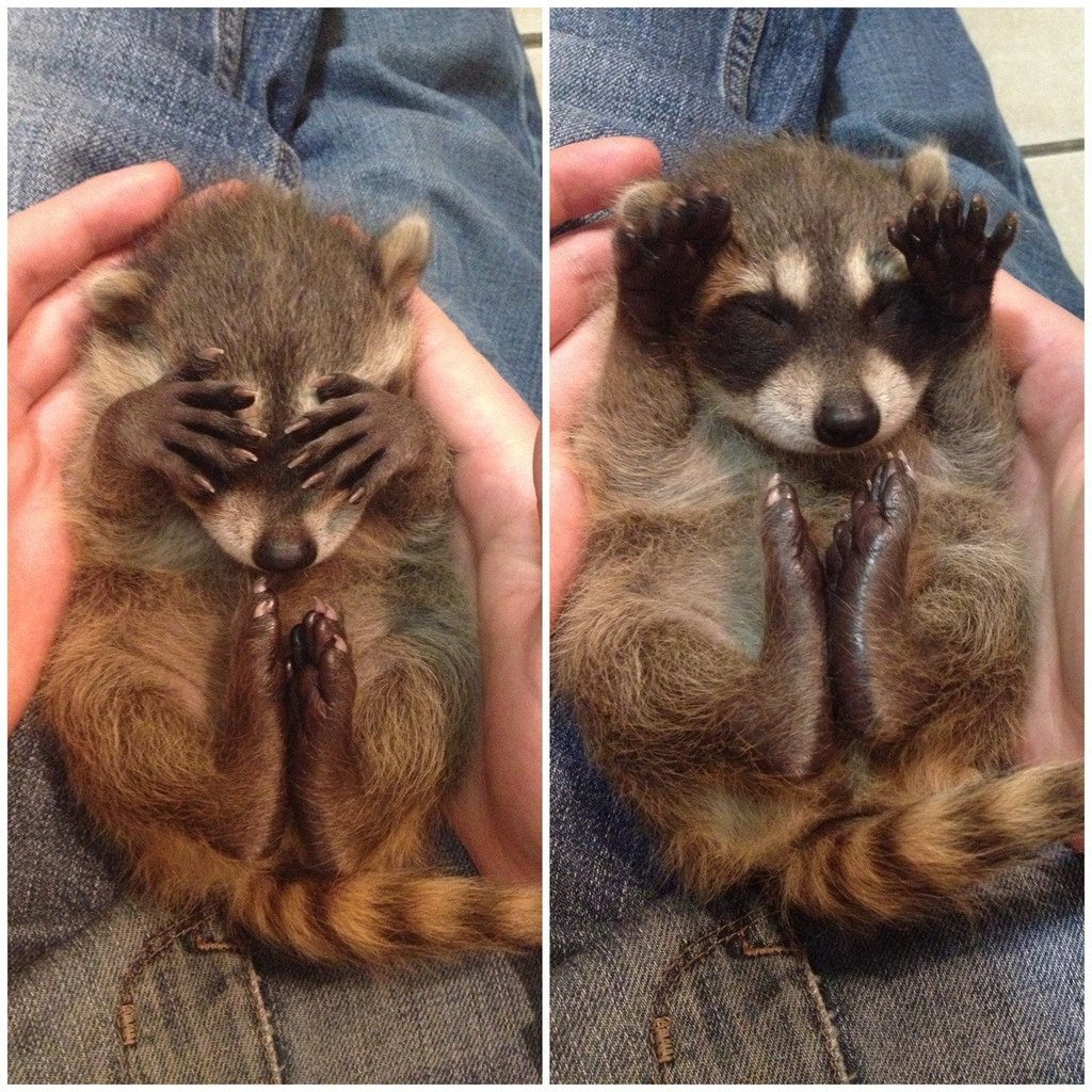 cute-overload:Baby Raccoon Peek-A-Boo!http://cute-overload.tumblr.com source: http://imgur.com/r/aww/mW2MTDl