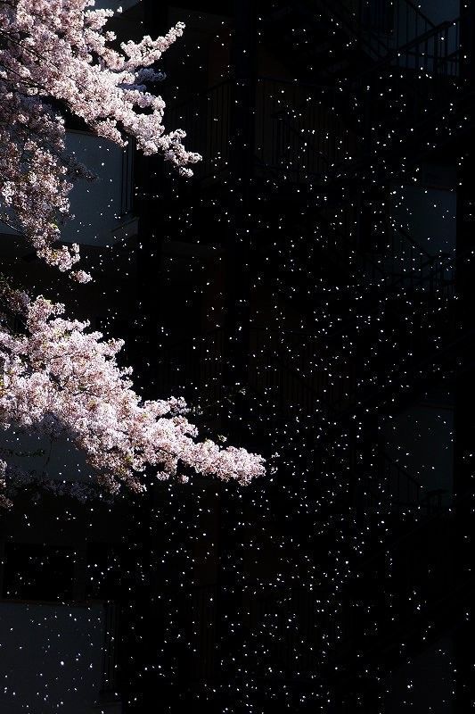 tumblr_p9com8Zeq81tm1deno1_540.jpg