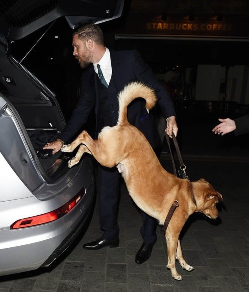 paratrooper56:  Tom Hardy’s labrador Woodstock (Woody) at the film premiere of Legend, Septemb