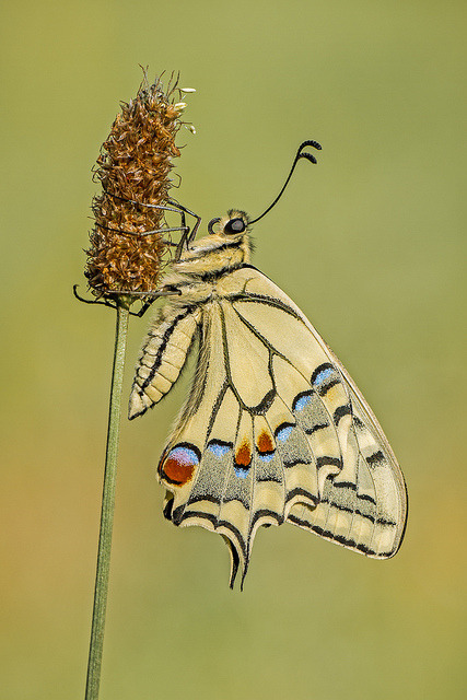 Papilio machaon by Simone Chierici_Boyetto on Flickr. Papilion machaon