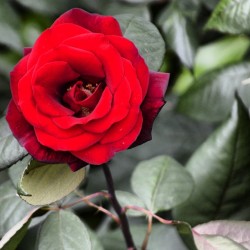 dr-eel:  Say #iloveyou with #roses. #nature #plant #photography #picoftheday #instagram #instacanvas 