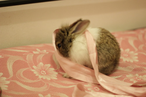 cadenceofchange:fuzzyfurballs:Baby Nala plying with a ribbonbunnybunnybunnybunny