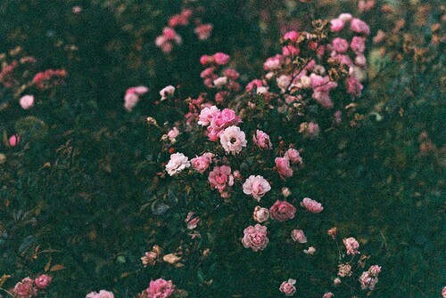 brightindie: flowers