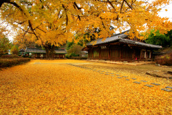lovesouthkorea:  Jeonju Hanok Village in Fall