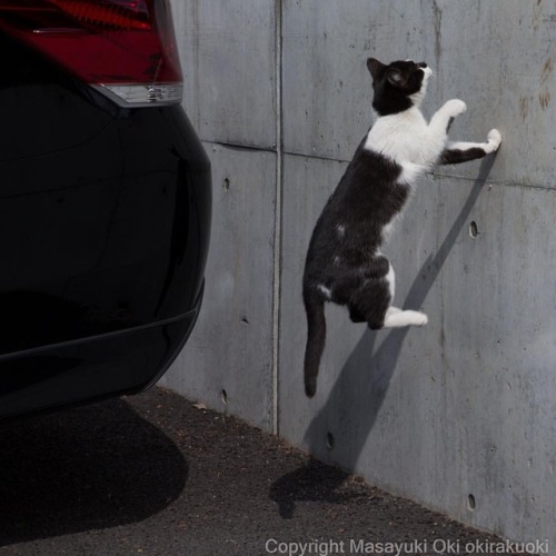 boschintegral:okirakuoki:片手添え。#cat #ねこ@mostlycatsmostly