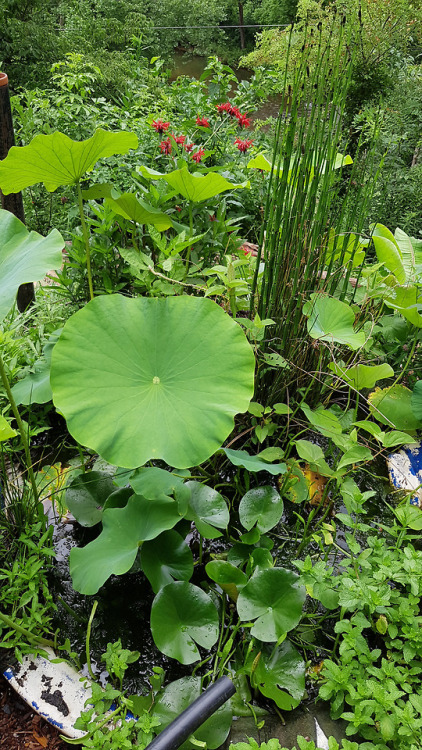 plantyhamchuk:July 2018 - garden tub pondThe hardy lotus from our friend B is doing great! Just wish