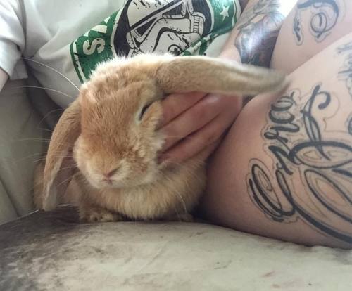 buddylui:Bunbun cuddles.